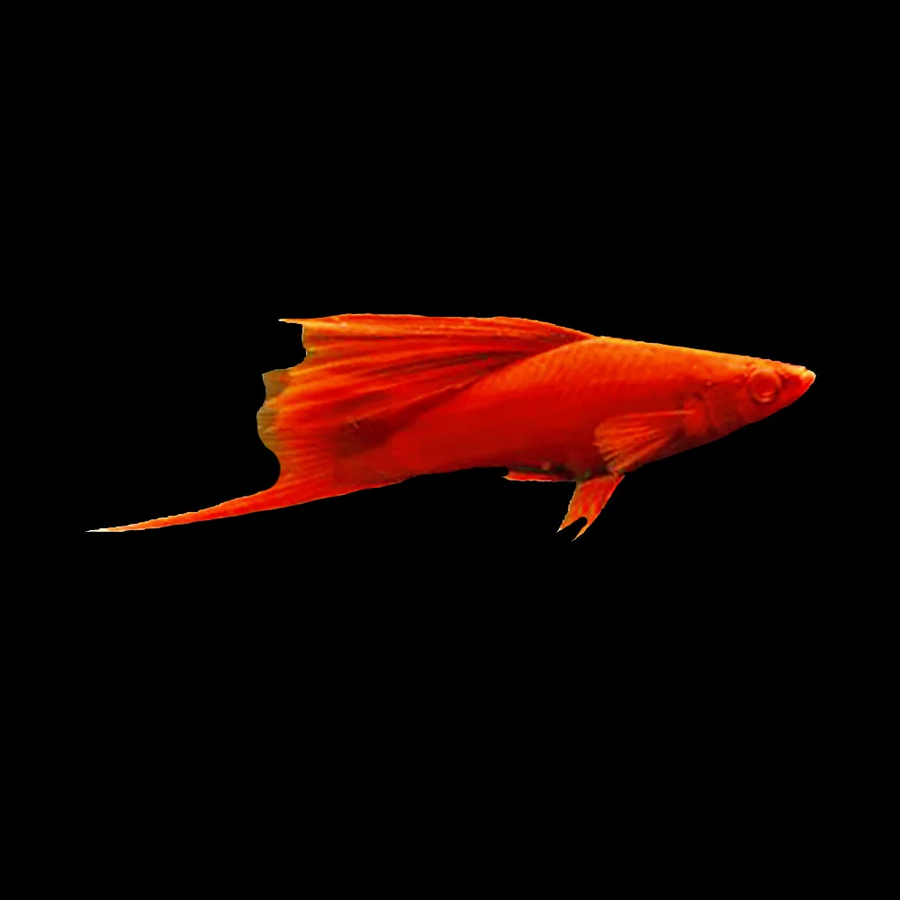 Freshwater Fish New Arrival